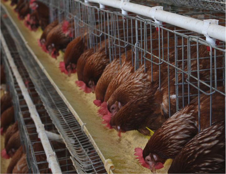 Info Medion 21 Mengenal Konsep Low Protein Diets