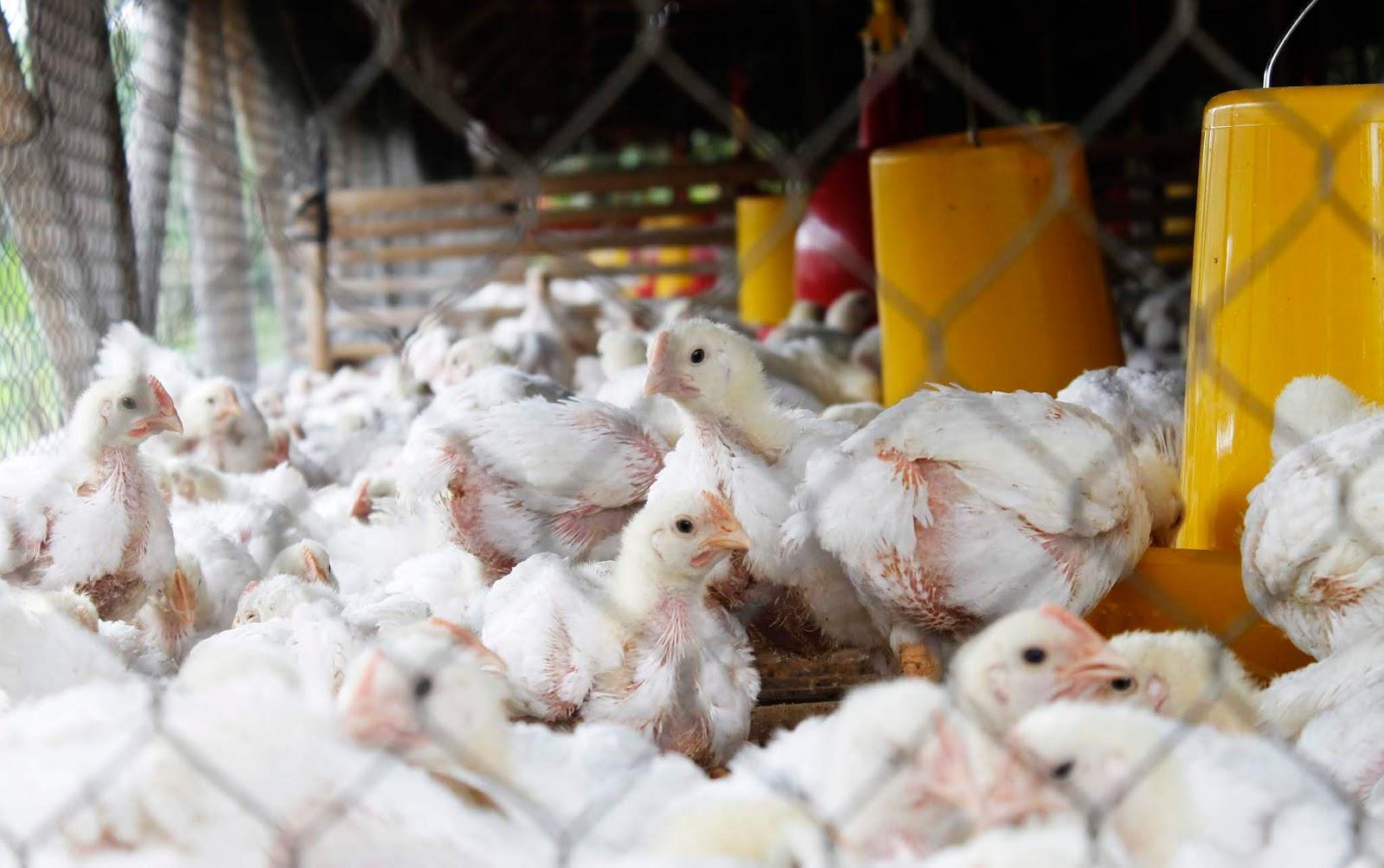 terbentuknya antibodi pada ayam