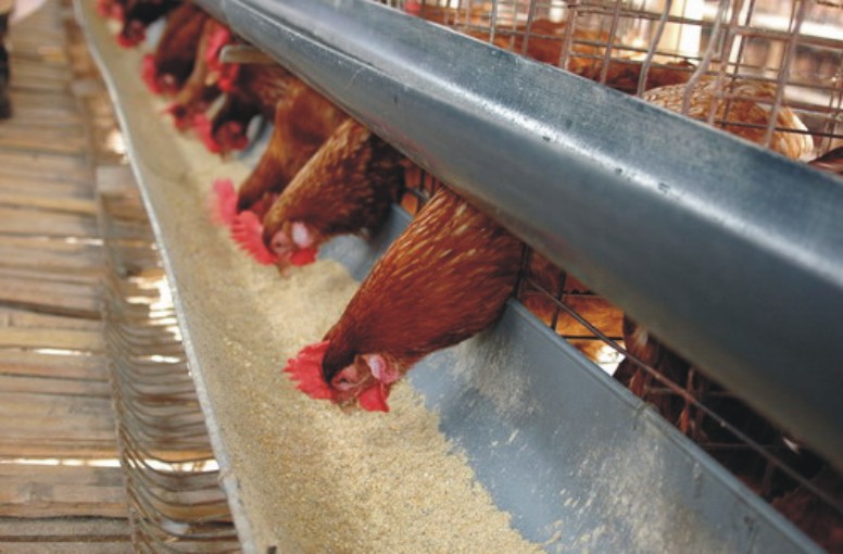 Info Medion 25 pentingnya suplementasi mineral untuk ayam petelur