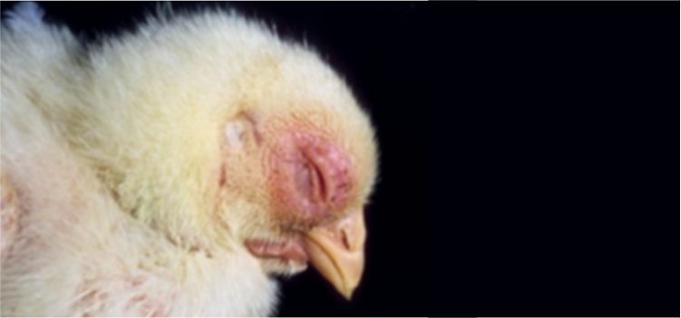 Gejala Kepala Ayam Membengkak dan Luka