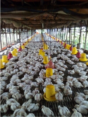 Info Medion 23 Heat Stress pada Musim Kemarau
