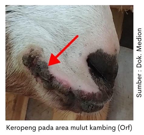 Pengobatan Keropeng di Mulut Kambing 1 keropeng pada are mulut kambing