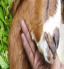 Pengobatan Keropeng di Mulut Kambing 5 pengobatan keropeng