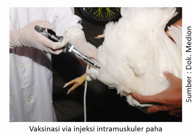 Tatacara Vaksinasi AI 1 vaksinasi via injeksi intramuskuler paha
