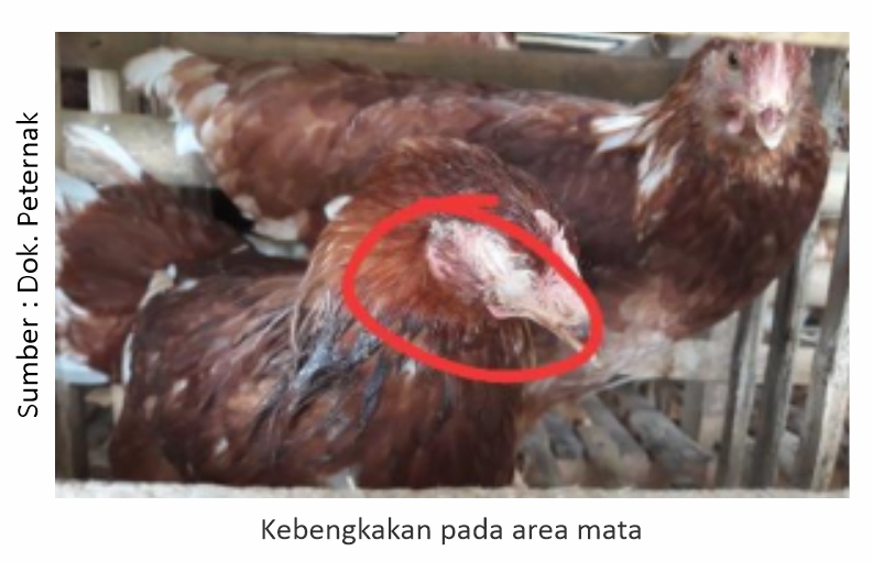 Mengatasi Penyakit Coryza yang diikuti Colibacillosis 1 Kebengkakan mata