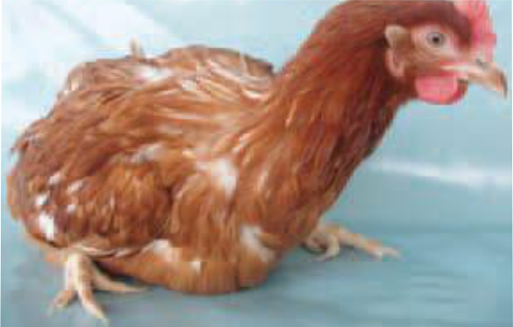 ayam layer lelah kandang