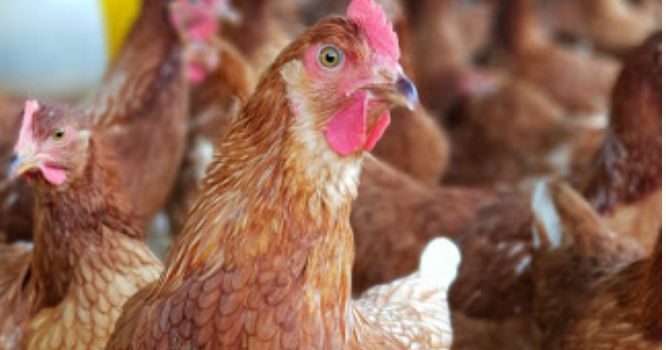 Info Medion 23 Ayam Layer Terlambat Bertelur