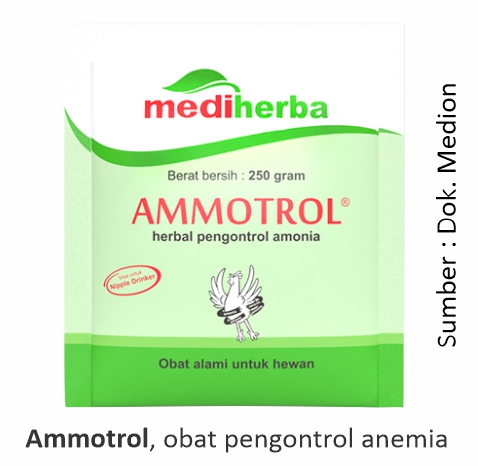 Mengatasi Penyakit Coryza yang diikuti Colibacillosis 2 Ammotrol