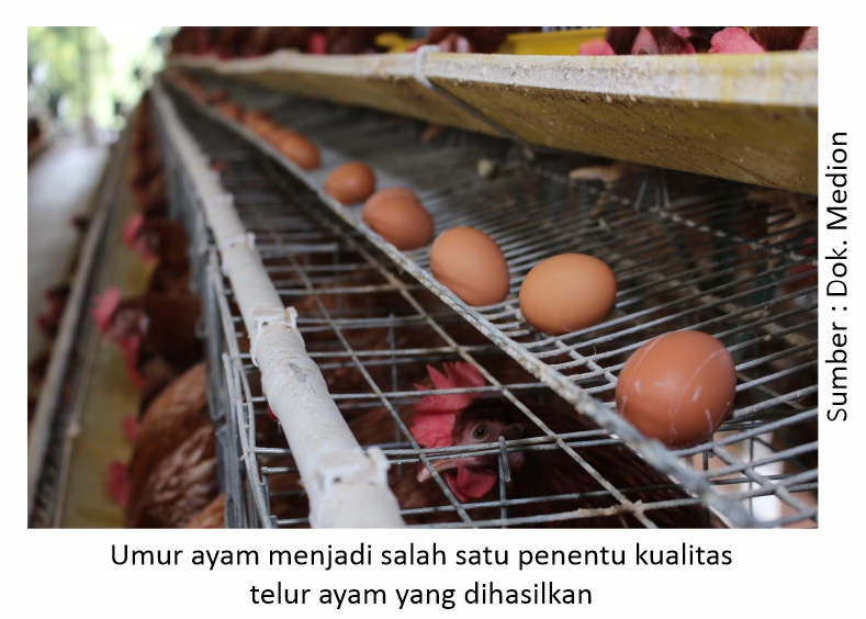 Kualitas Telur saat Pertama Bertelur 1 Penentu kualitas telur ayam