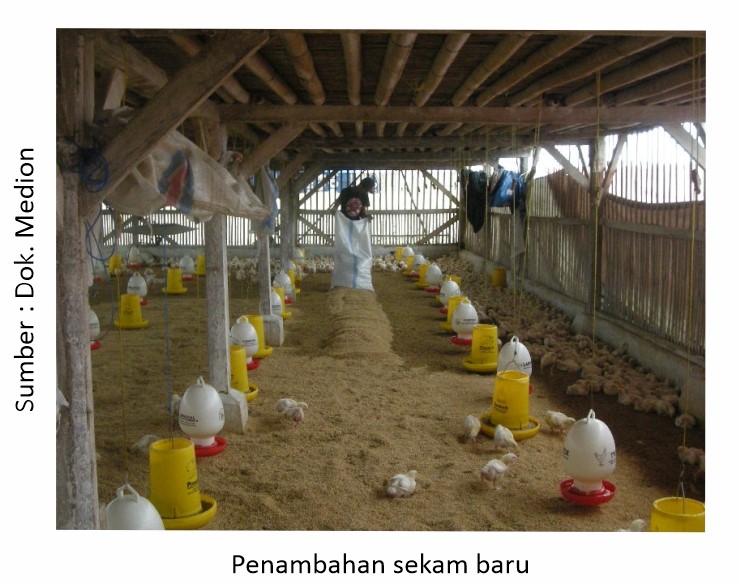 Pemberian Obat untuk Koksidiosis dan CRD 2 Penambahan sekam