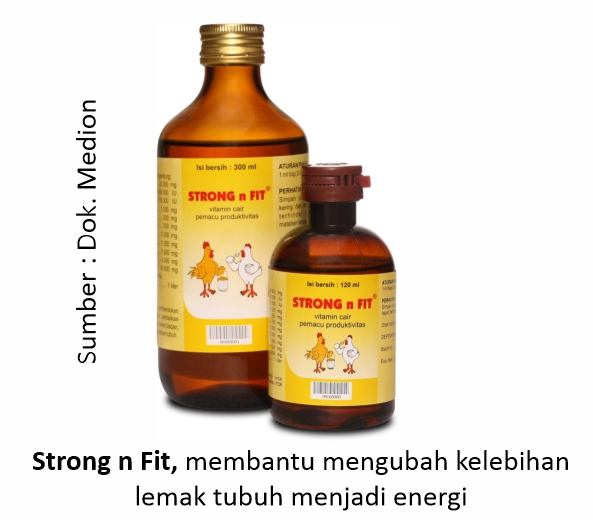 Mencegah Ayam Layer Bertelur Dini 1 Strong n Fit