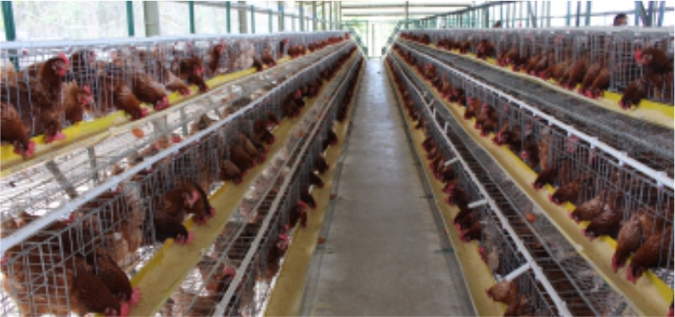 Info Medion 26 Cara Penanganan Diare pada Ayam Petelur