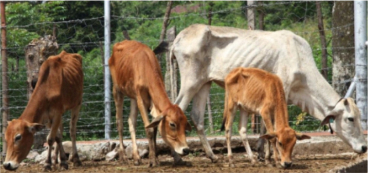 Pengobatan Cacingan pada Sapi 4 KT 1 2 5