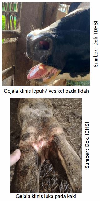 Pencegahan PMK pada Sapi 1 KT 1 3 1