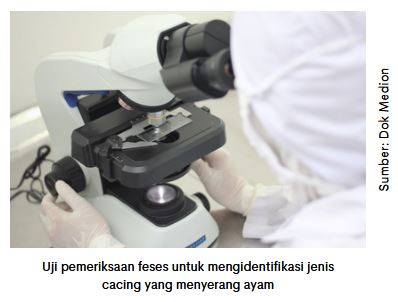 Pemeriksaan Cacing pada Feses Ayam 1 KT 1 4 1