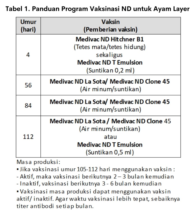 Melakukan Revaksinasi ND yang Tepat 1 panduan program vaksinaasi ND untuk ayam layer