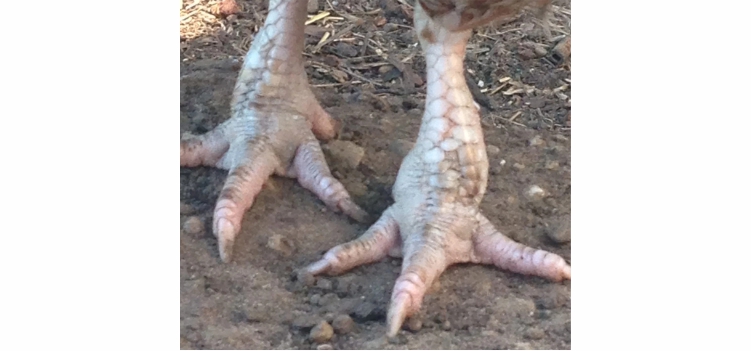 Info Medion 28 gout pada ayam