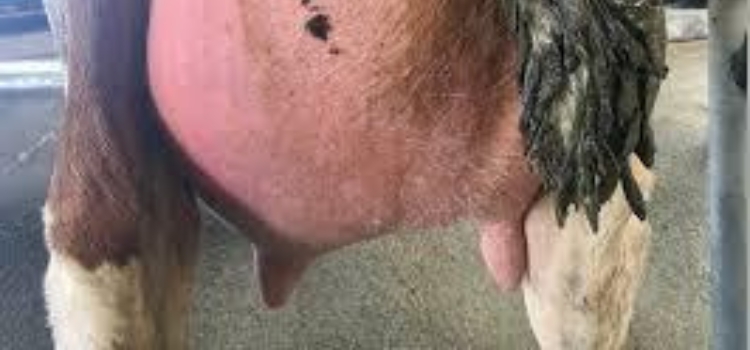 Infeksi Mastitis 7 infeksi mastitis