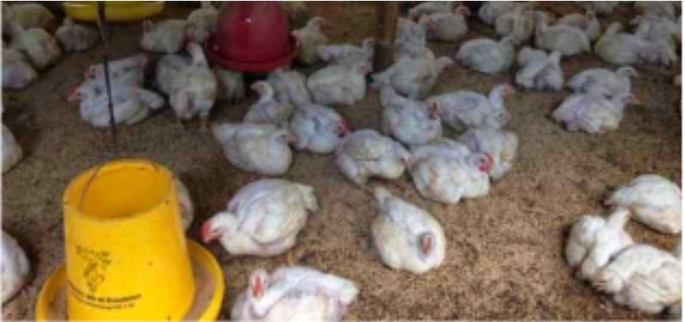 Info Medion 24 Penanganan Feses Berkapur dan Hijau Pada Broiler