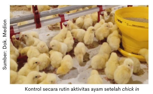 Penyebab Reovirus Sering Menyerang di Peternakan Broiler 1 kontrol secara rutin aktivitas ayam setelah chick in