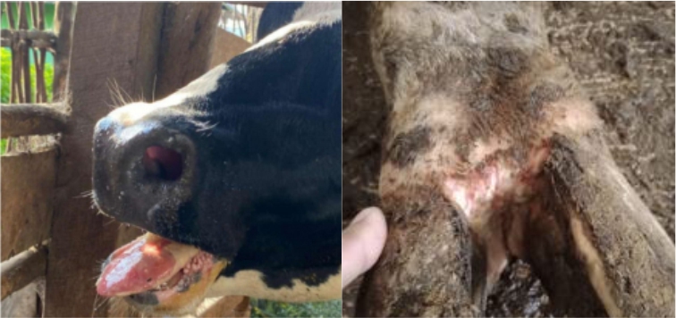 Pencegahan PMK pada Sapi 5 KT 3 3