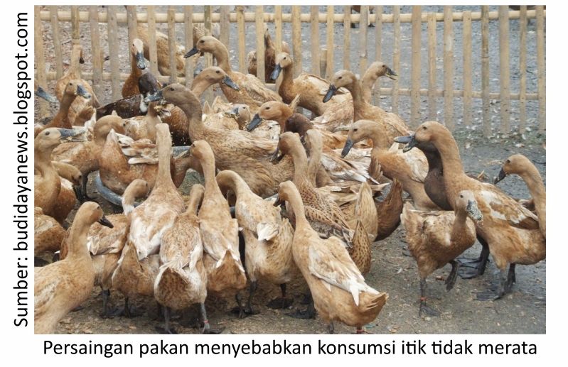 Manejemen Pakan Itik Petelur 1 KT01 1 1 3