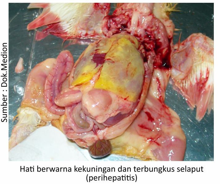 Gejala Serangan Colibacillosis Pada Broiler 1 KT01 1 2 1