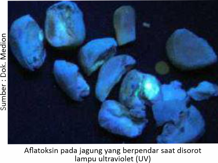 Penanganan Mikotoksikosis 1 KT01 1 2