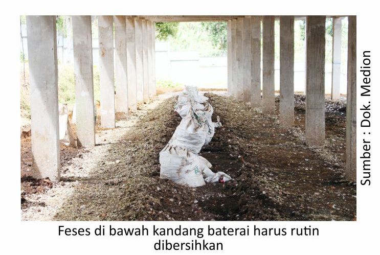 Mengatasi Bau Amonia di Kandang Layer 1 KT01 1 4 1