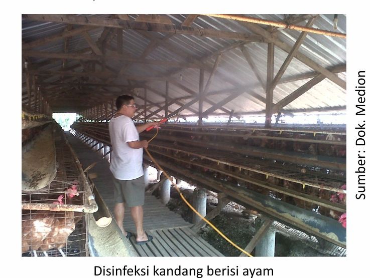 Memaksimalkan Produktivitas Ayam Layer 1 KT01 1 5