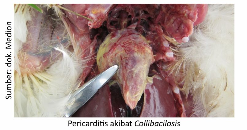 Collibacilosis 1 KT01 2 1 4