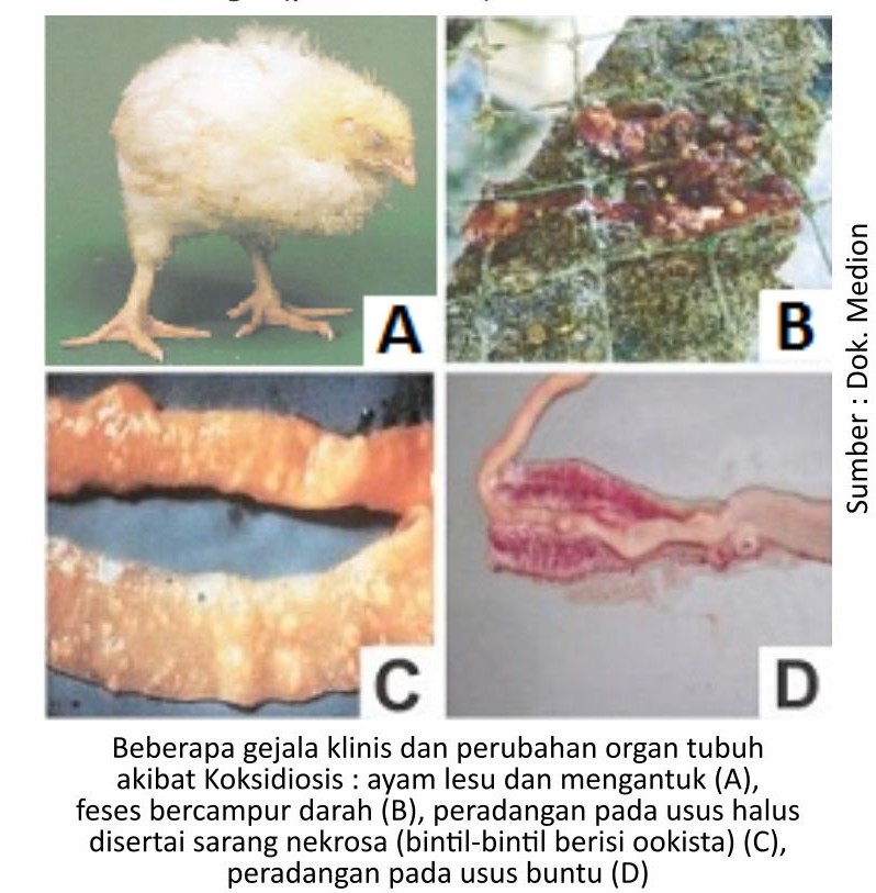 Info Medion 28 Pengobatan Koksidiosis pada Broiler