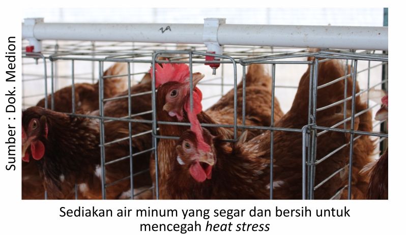 Konsultasi Infeksi Bakterial pada Ayam 1 KT01 2