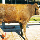 Menanggulangi Stress pada Sapi Potong 4 KT01 3 2