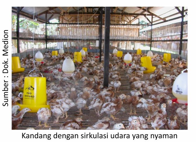 Penyebab Ayam Terlambat Berproduksi 1 Kandang dengan sirkulasi nyaman