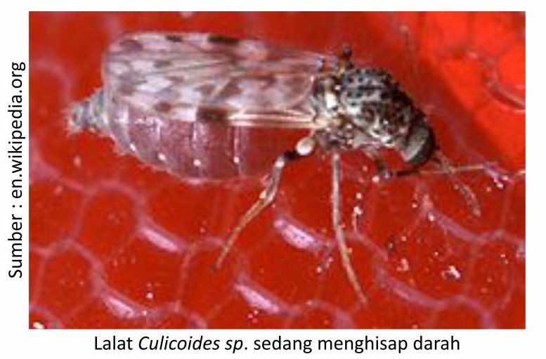 Identifikasi Serangan Penyakit Infeksius pada Layer 1 KT01 5