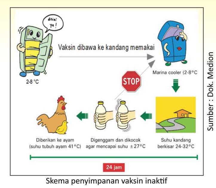 Dosis dan Aturan Pemberian Vaksin Inaktif 1 KT01