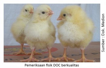 Info Medion 24 keseragaman broiler