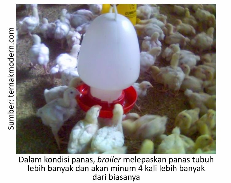Mengatasi Heat Stress di Musim Kemarau 1 KT02 1 1 2