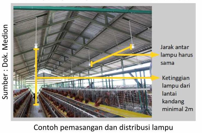 Info Medion 22 Pencahayaan pada Ayam Layer