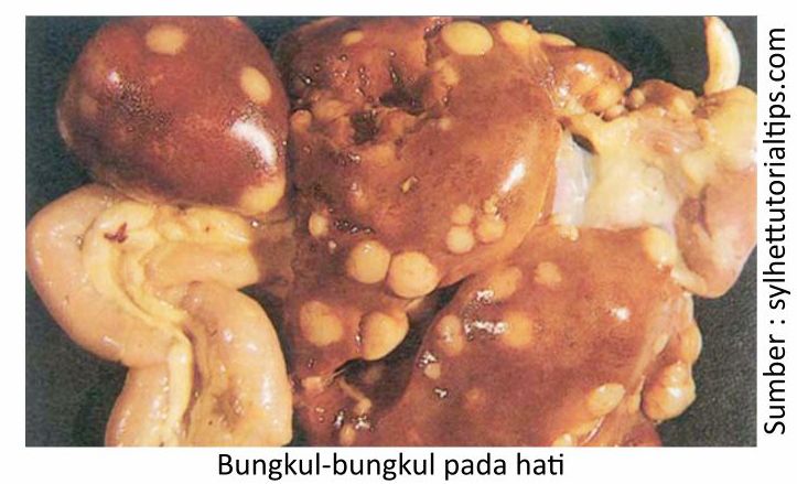 Gejala Serangan Colibacillosis Pada Broiler 2 KT02 3 1