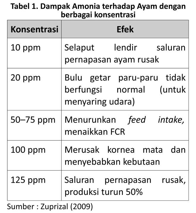 Mengatasi Bau Amonia di Kandang Layer 2 KT02 5 1