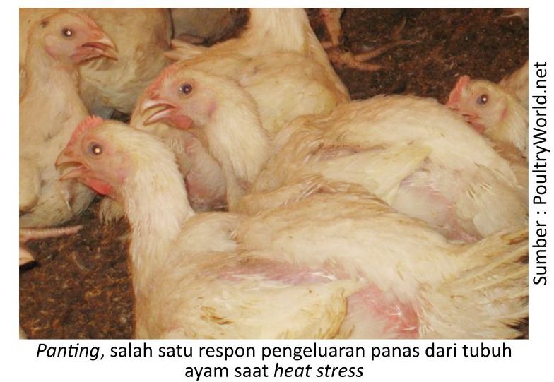Upaya Menangani Heat Stress pada Broiler 1 KT03 1 2 1