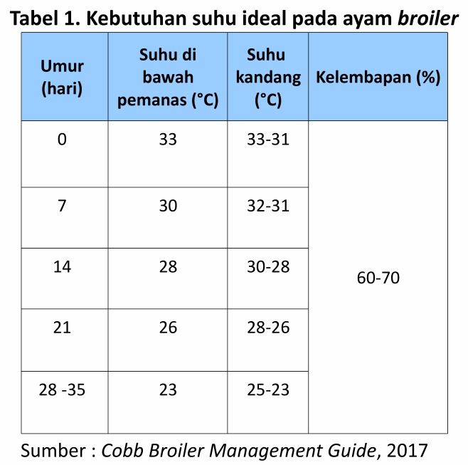 Strategi Menghadapi Cuaca Ekstrem pada Broiler 1 Kebutuhan suhu ideal