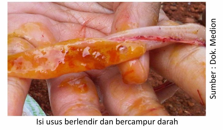 Konsultasi Masalah Pencernaan Ayam 1 KT03
