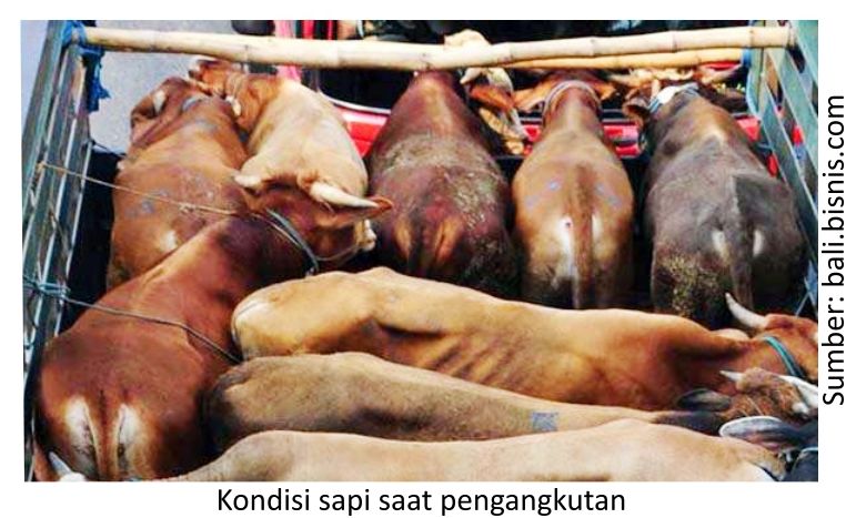 Menanggulangi Stress pada Sapi Potong 2 KT04 2