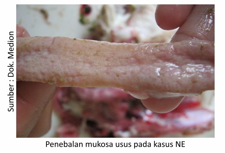 Konsultasi Masalah Pencernaan Ayam 2 KT04