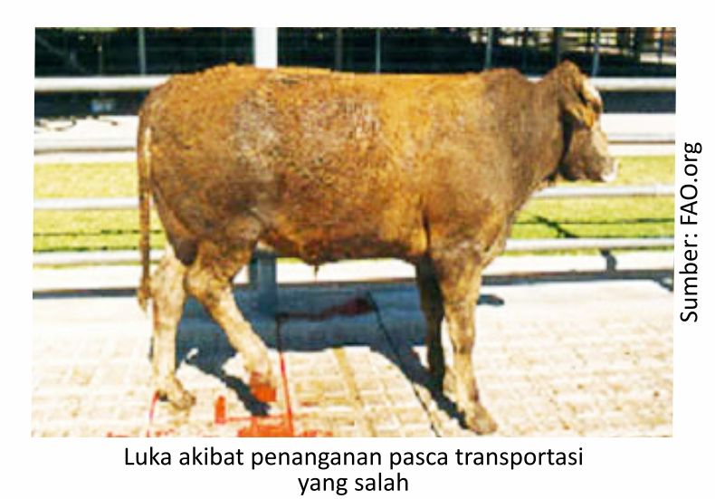 Menanggulangi Stress pada Sapi Potong 3 KT05 1