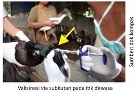 Itik Mati Setelah Vaksin 1 KT Itik 1 1