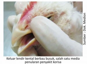 Pengendalian Penyakit Korisa 1 Keluar Lendir 300x220 1
